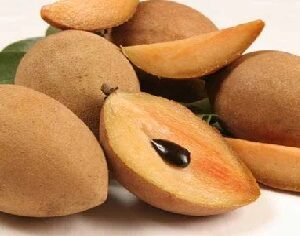 Sapodilla